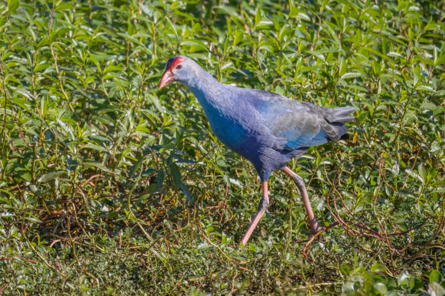 Grey Headed Swamphen Walks Through The Weeds