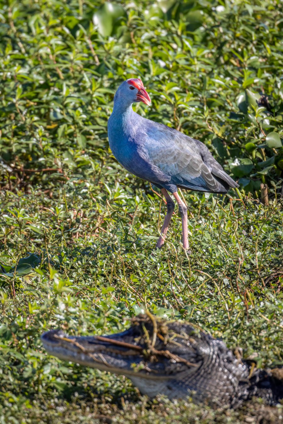 Grey Headed Swamphen Warns Others Of Alligator