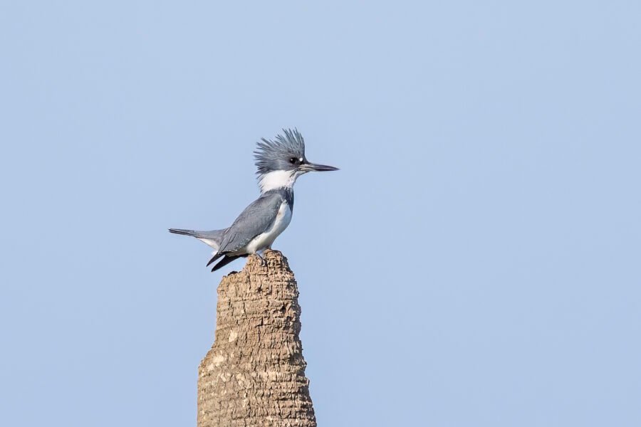 Male Kingfisher On Top Of Dead Palm