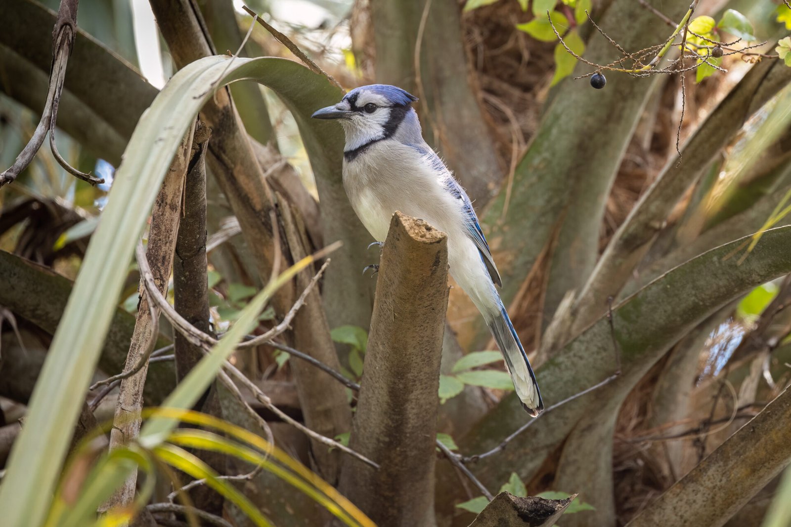 Blue Jay Perched On Broken Palm Frond