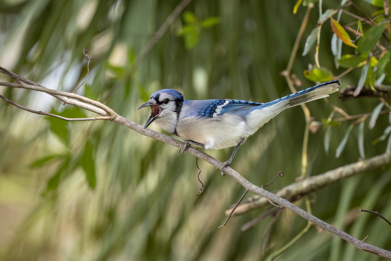 Blue Jay Squawking Loudly In Bushes