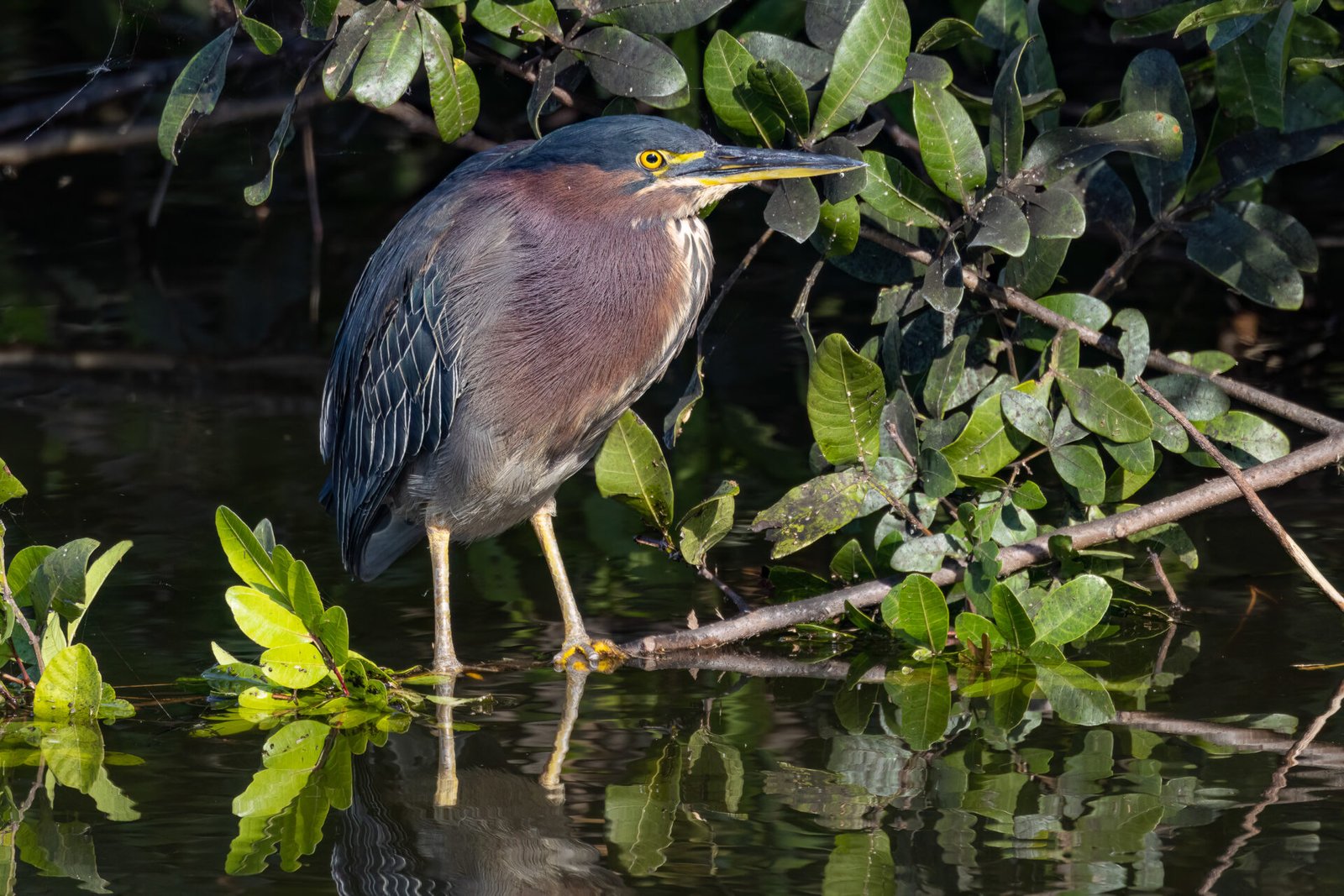 Green Heron Relaxing In Morning Sun