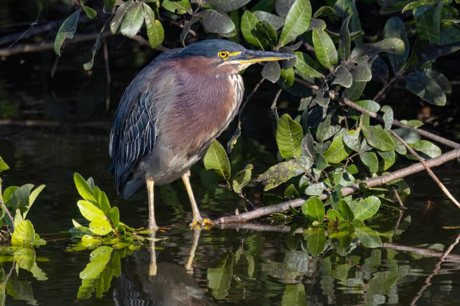 Green Heron Relaxing In Morning Sun