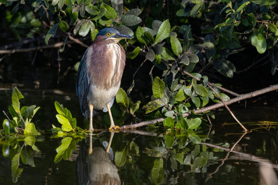 Green Heron Resting On Branch Above Water