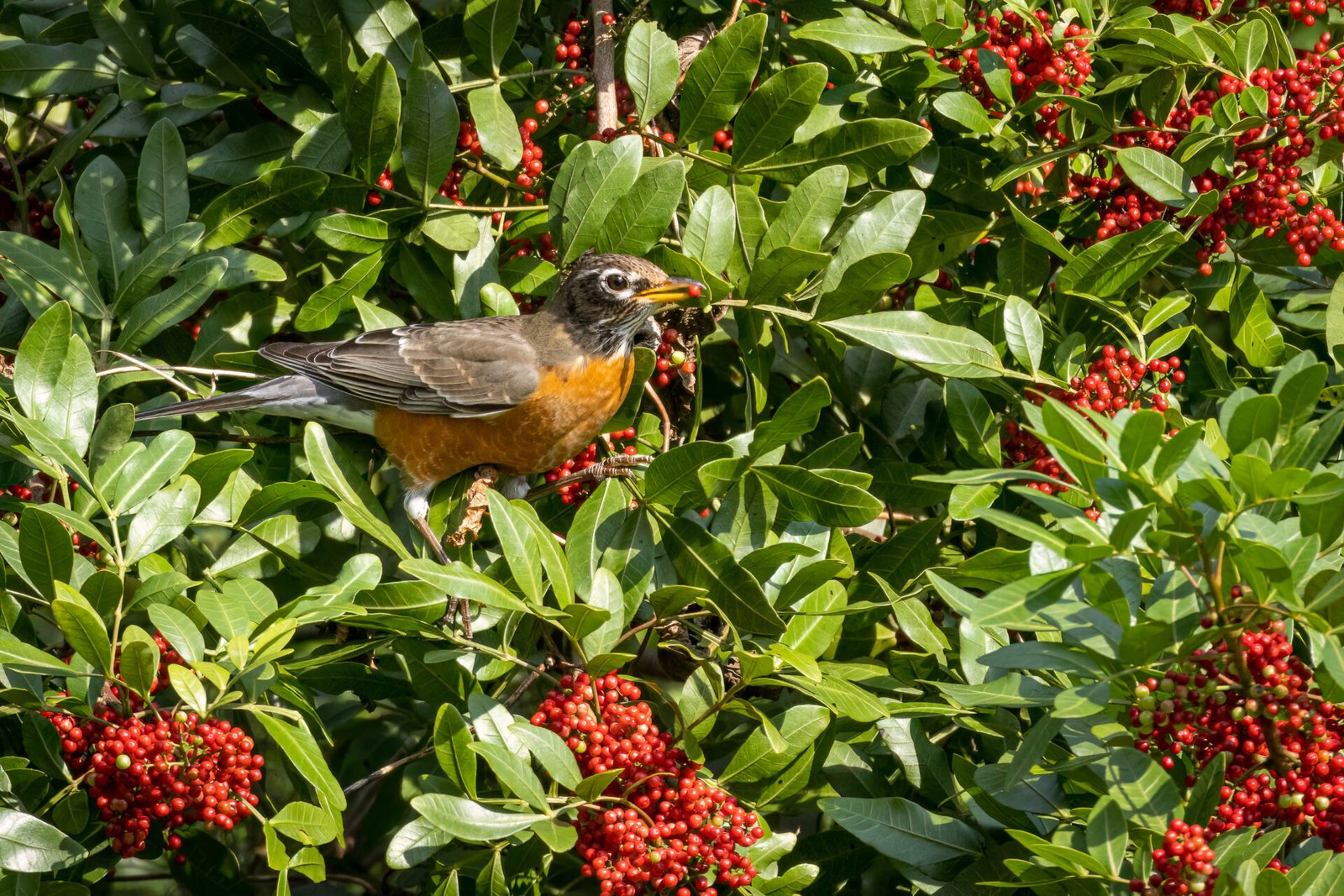 Robin Eating Red Pepper Berries