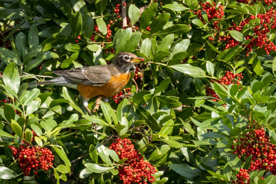 Robin Eating Red Pepper Berries