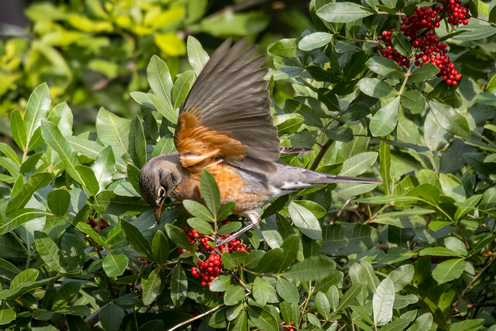 Robin Landing In Pepper Bushes