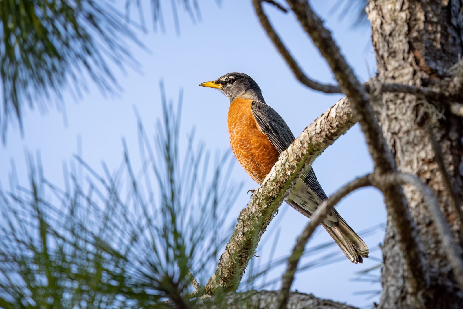 Robin Perched In Pine Tree