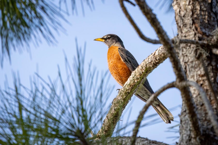 Robin Perched In Pine Tree