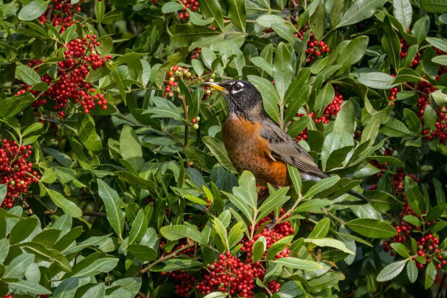 Robin Picking At Brazilian Pepper Berries