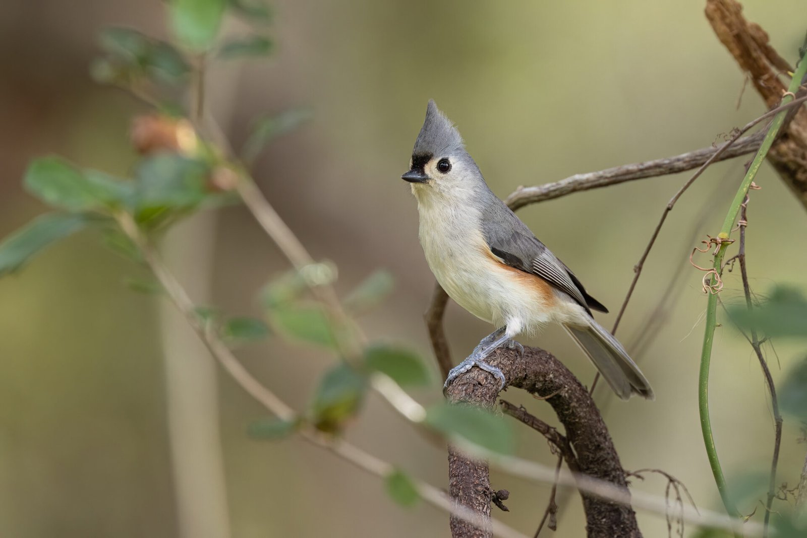 Tufted Titmouse Resting On Branch