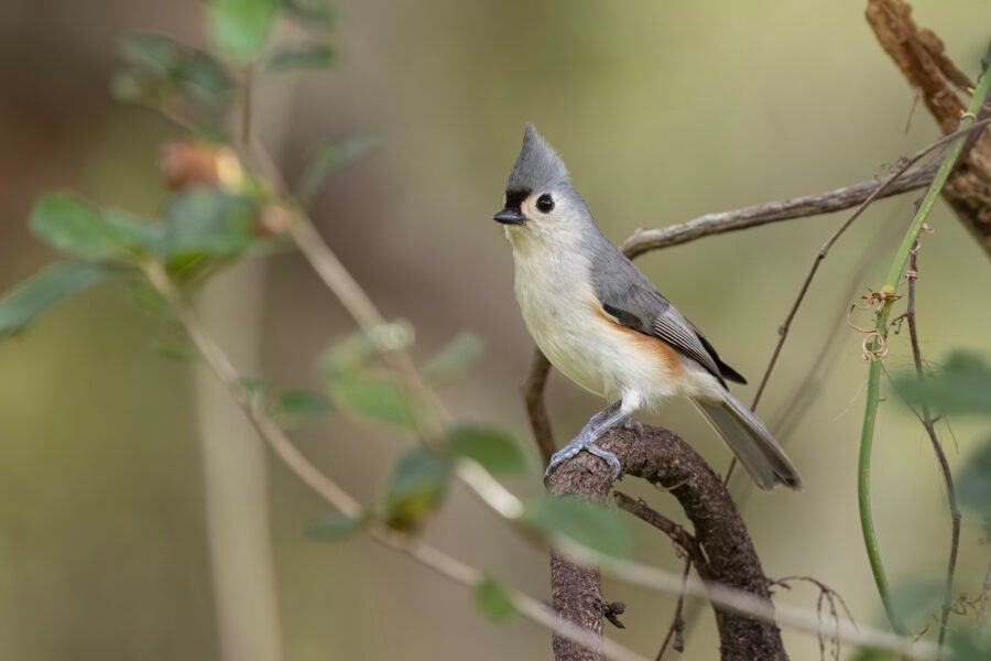 Tufted Titmouse Resting On Branch