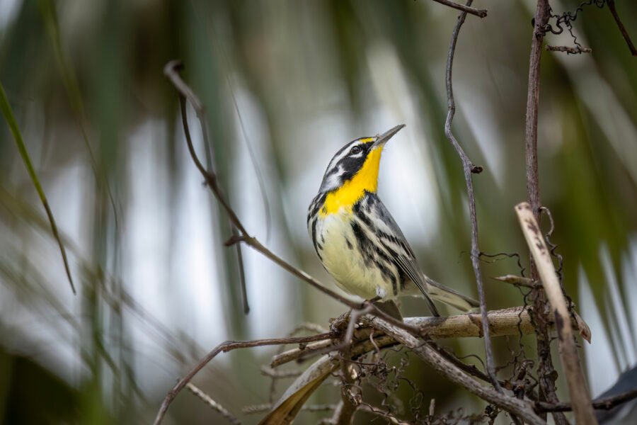 Yellow Throated Warbler Looking Up From Perch