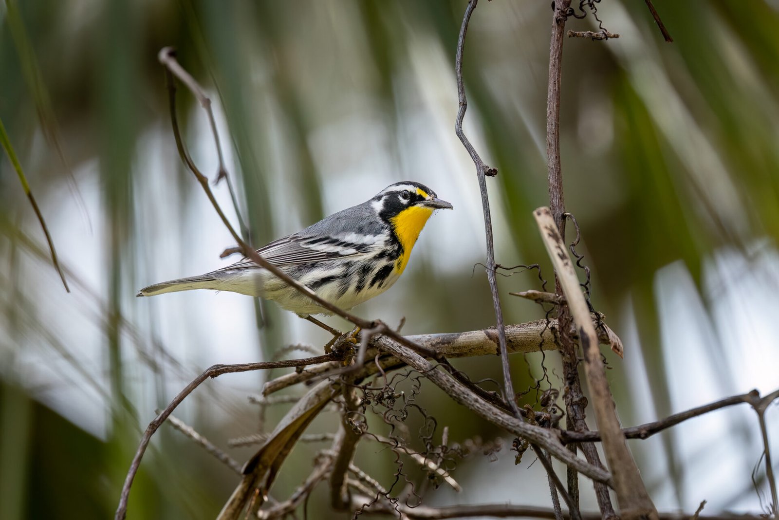 Yellow Throated Warbler Perched On A Branch