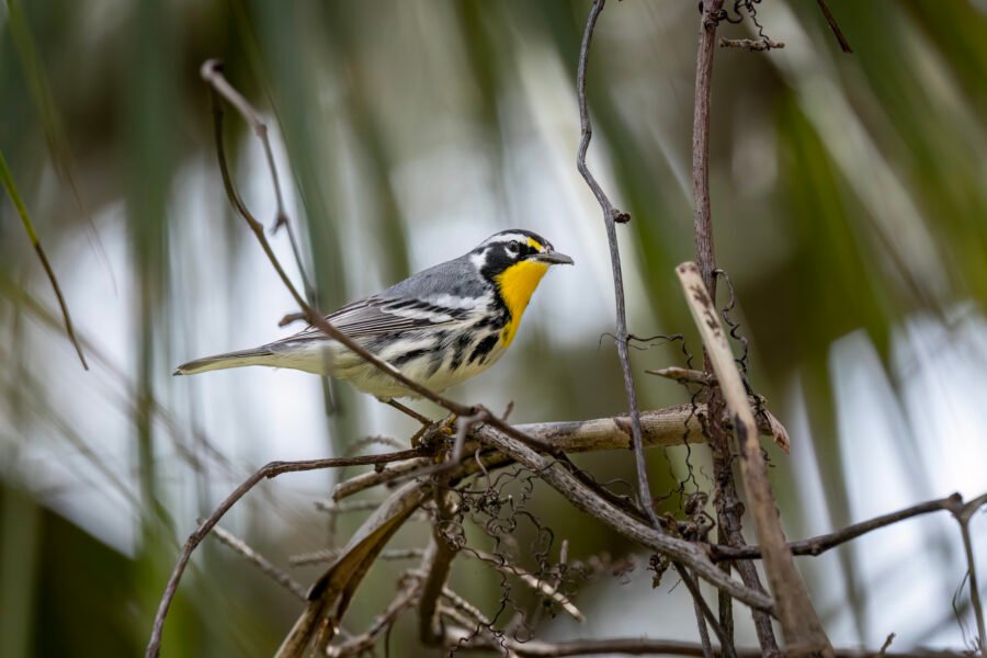 Yellow Throated Warbler Perched On A Branch