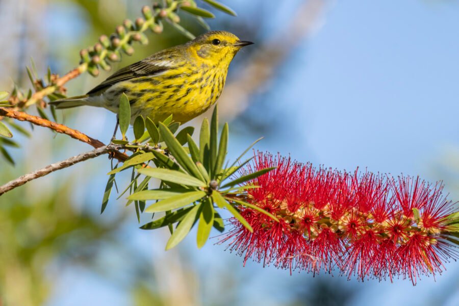 Cape May Warbler On Bottlebrush Tree