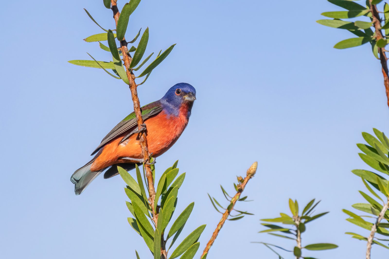 Painted Bunting Male Perched On Bottlebrush Limb