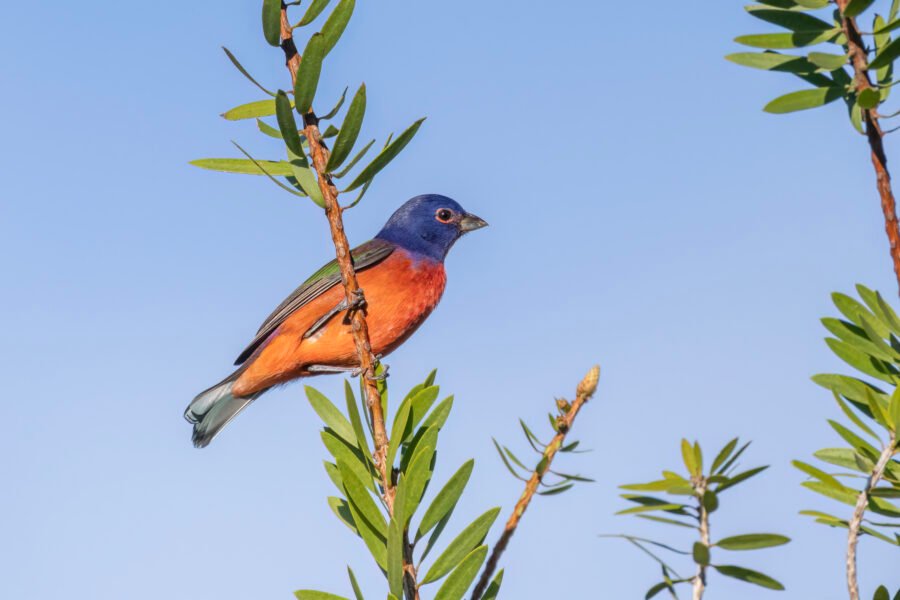 Painted Bunting Male Perched On Top Of Bottlebrush Tree