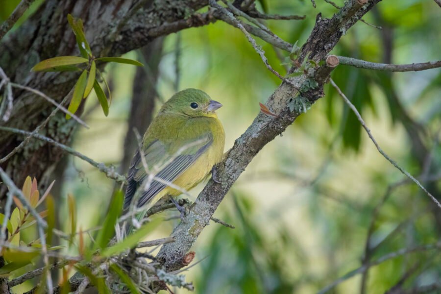 Female Painted Bunting Resting In Shade