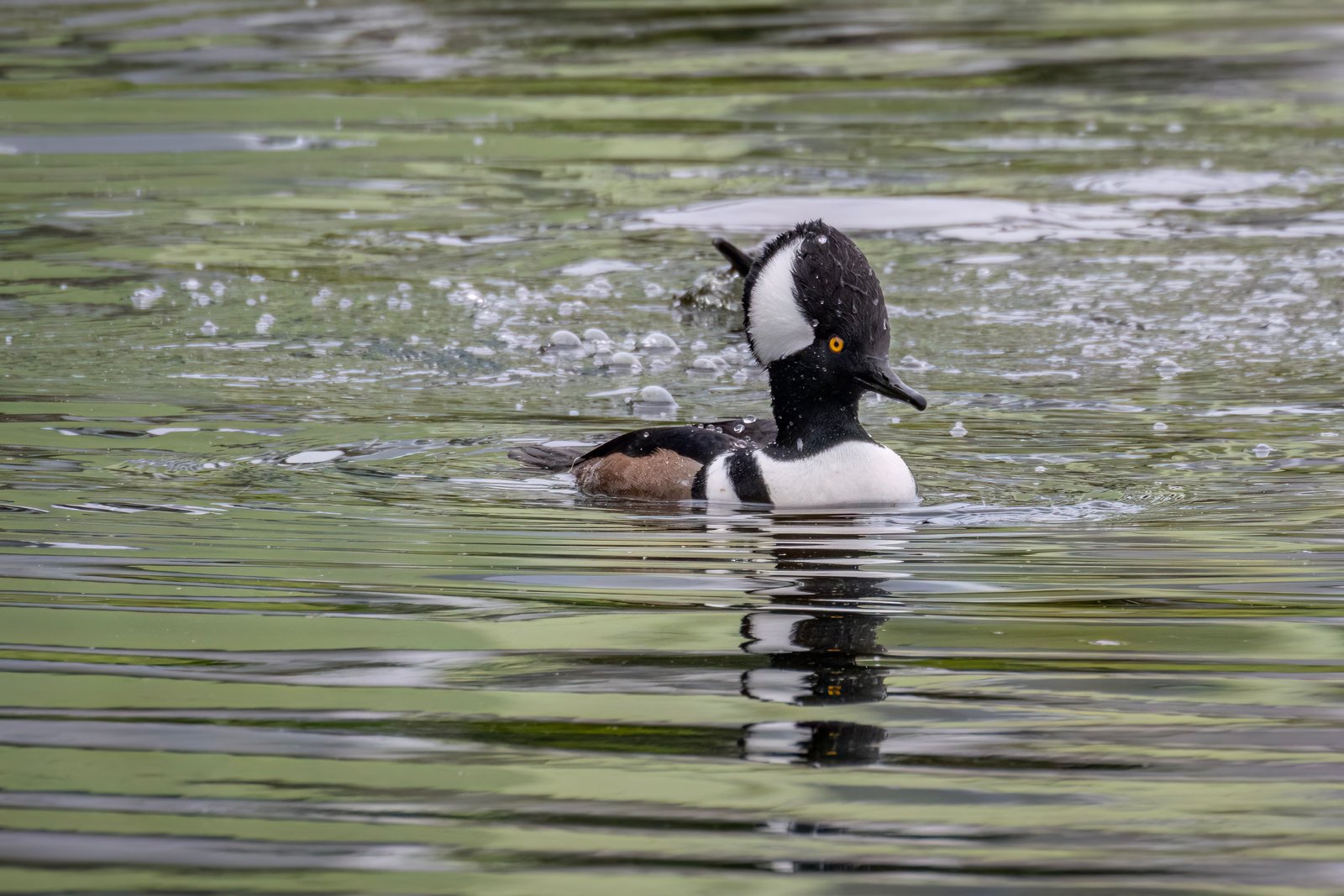 Male Hooded Merganser Surfaces After Dive