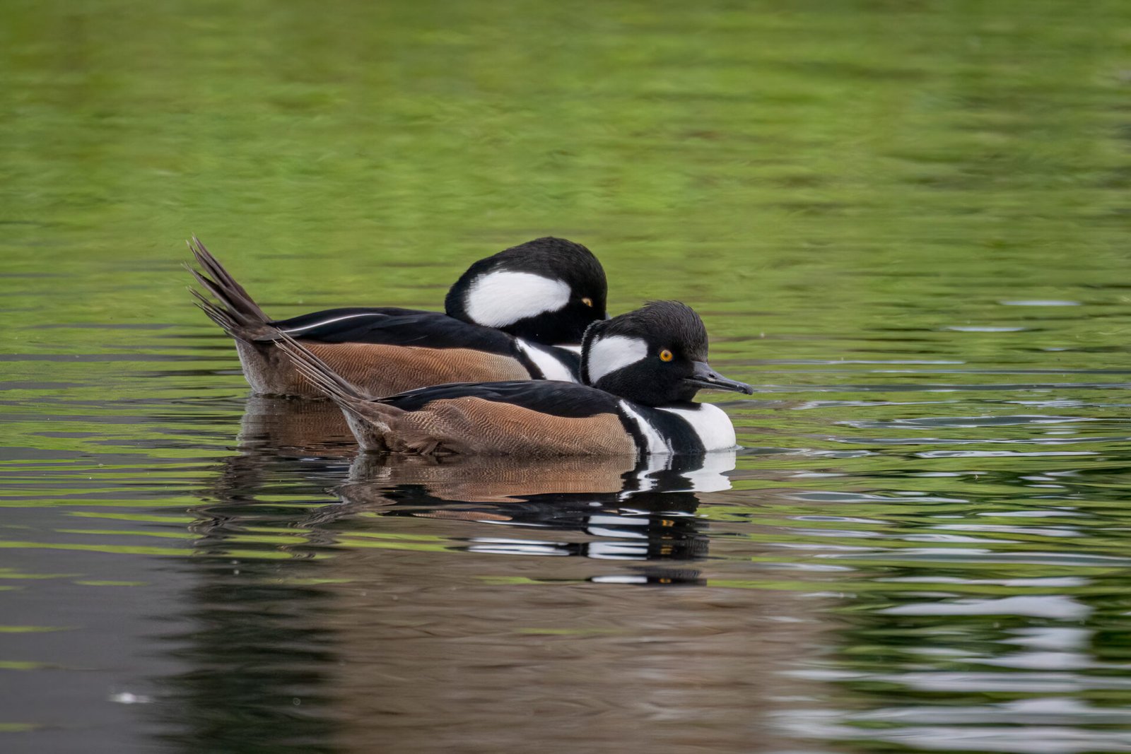 Two Hooded Merganser Males Swim Together
