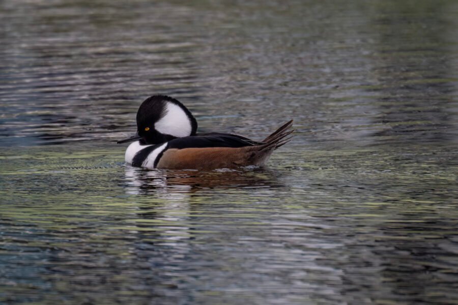 Hooded Merganser Male Rests On Small Pond