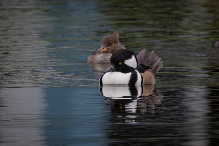 Hooded Merganser Pair Rests On Quiet Pond