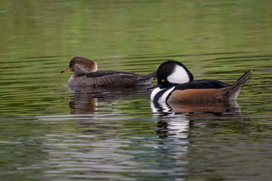 Hooded Merganser Pair Swims Across Small Pond