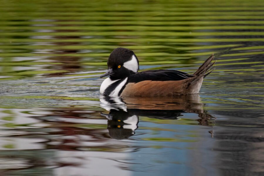 Male Hooded Merganser Rests On Pond With Reflection