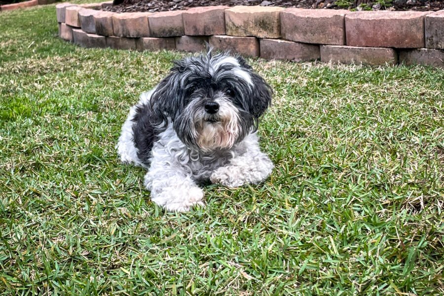 Izzy Laying Down In Back Yard