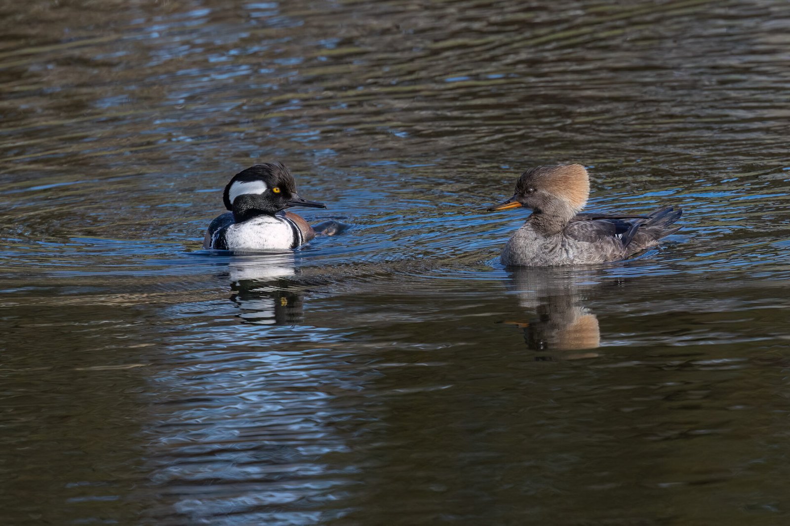 Hooded Merganser Male And Female Look At Each Other