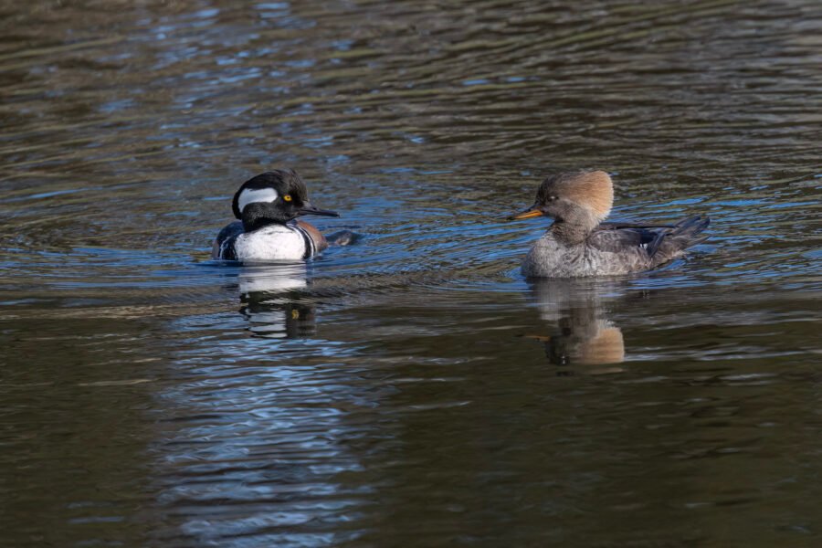 Hooded Merganser Male And Female Look At Each Other