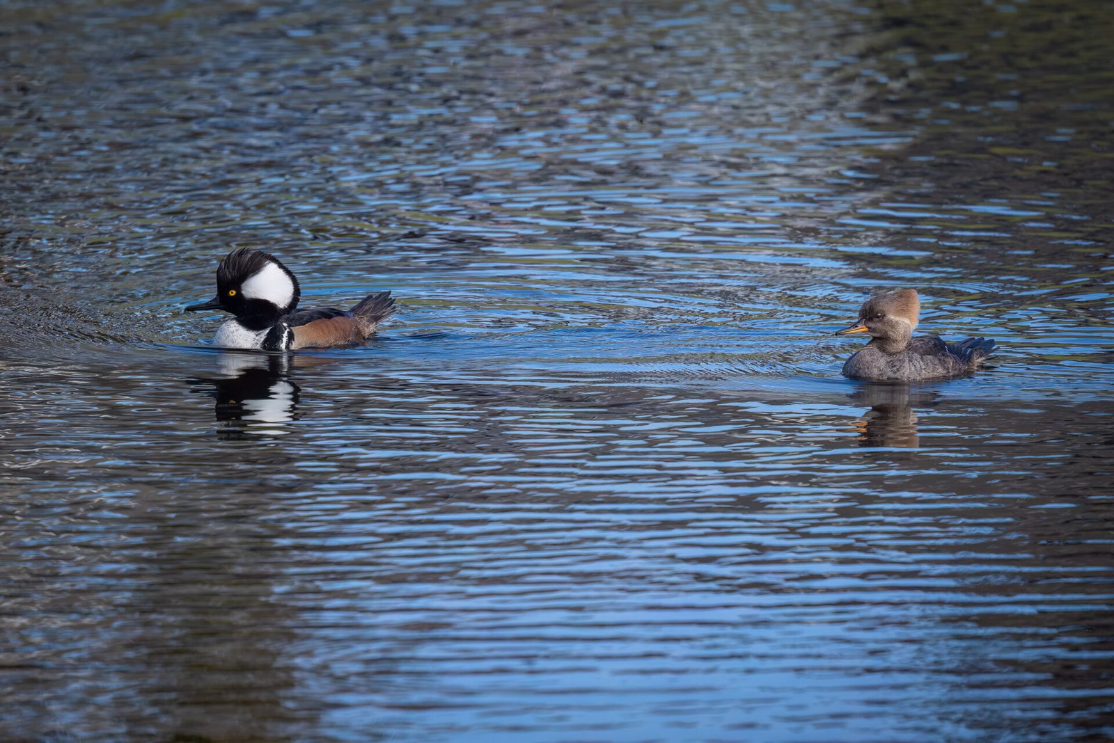 Hooded Merganser Male And Female Swim Together