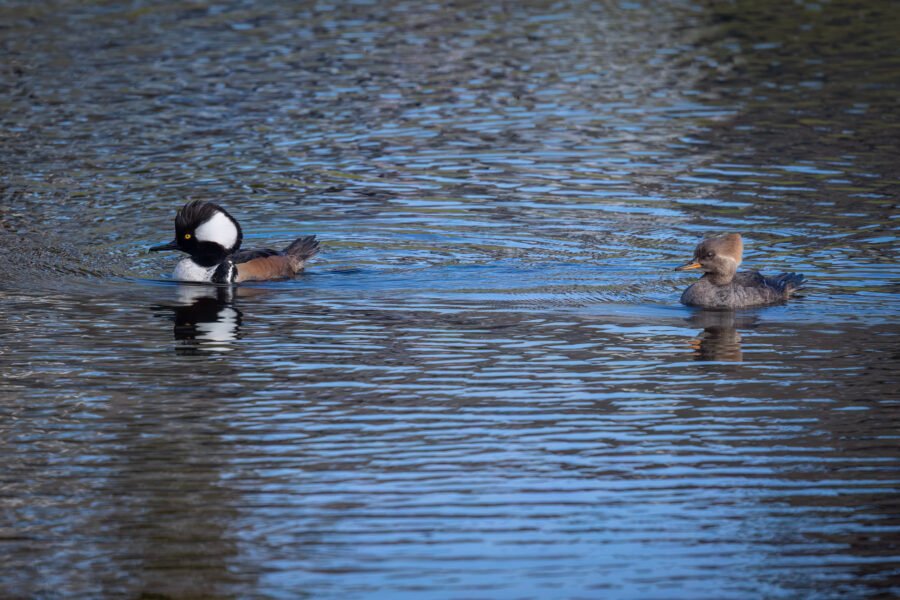 Hooded Merganser Male And Female Swim Together