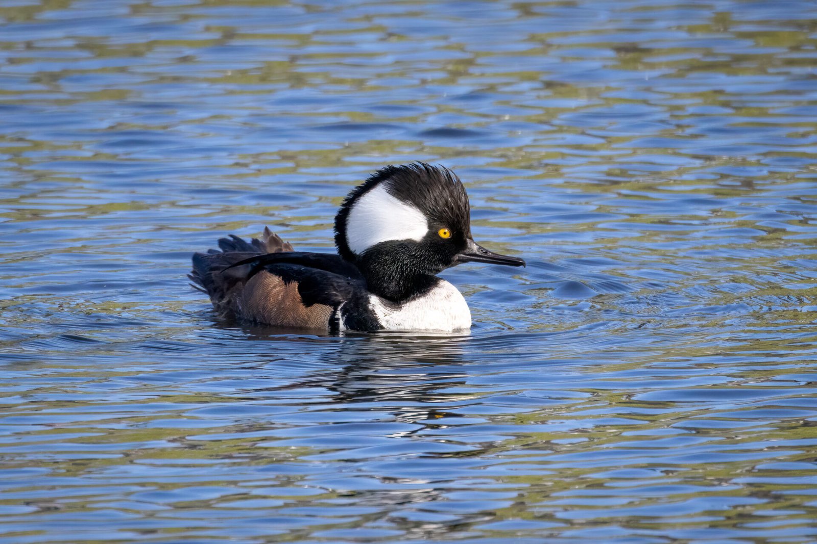 Hooded Merganser Male Circles Back