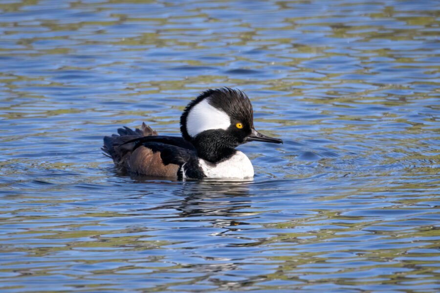 Hooded Merganser Male Circles Back