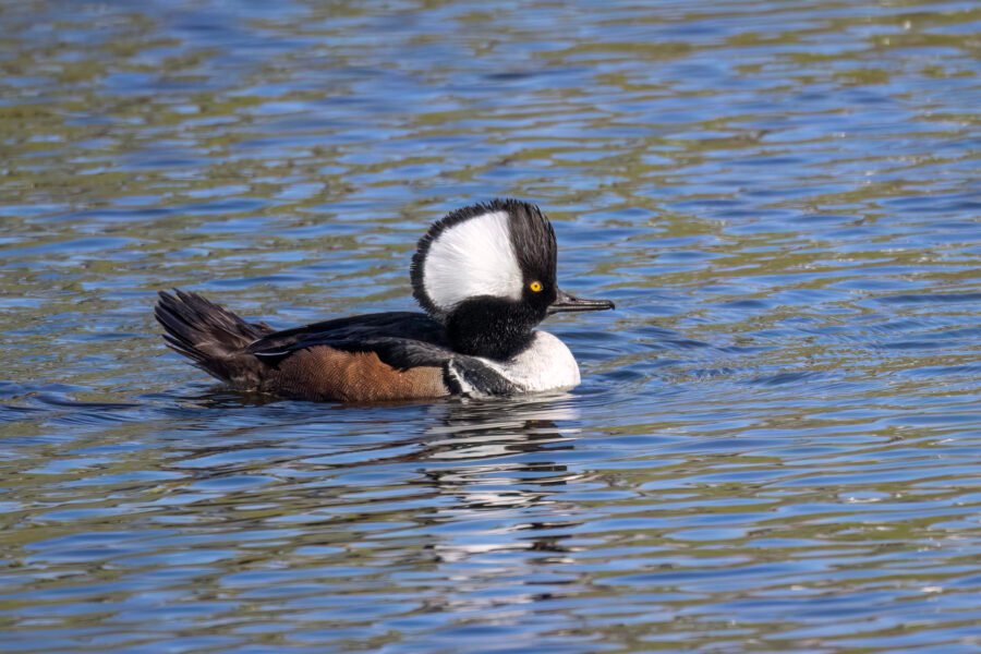 Hooded Merganser Male Rests On Pond In Sunlight