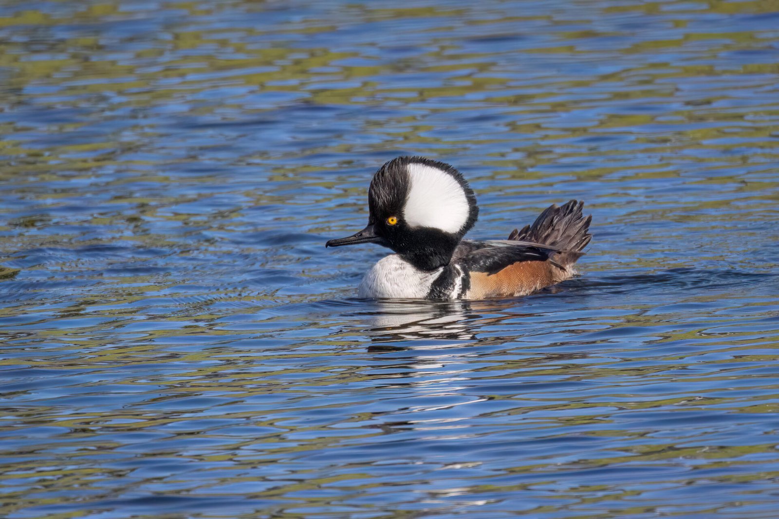 Hooded Merganser Male Watches For Female In Sun