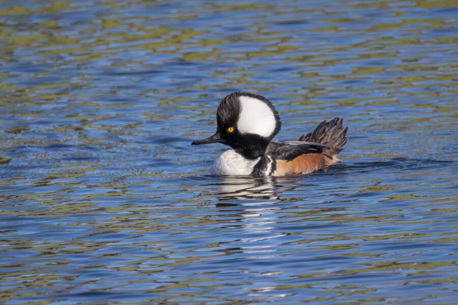 Hooded Merganser Male Watches For Female In Sun