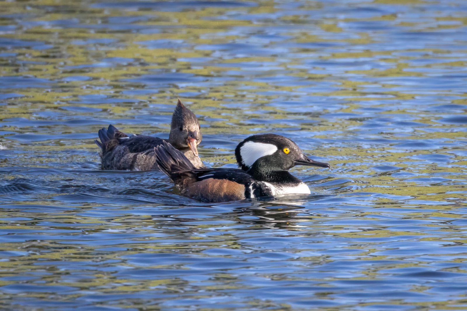 Hooded Merganser Pair Surfaces