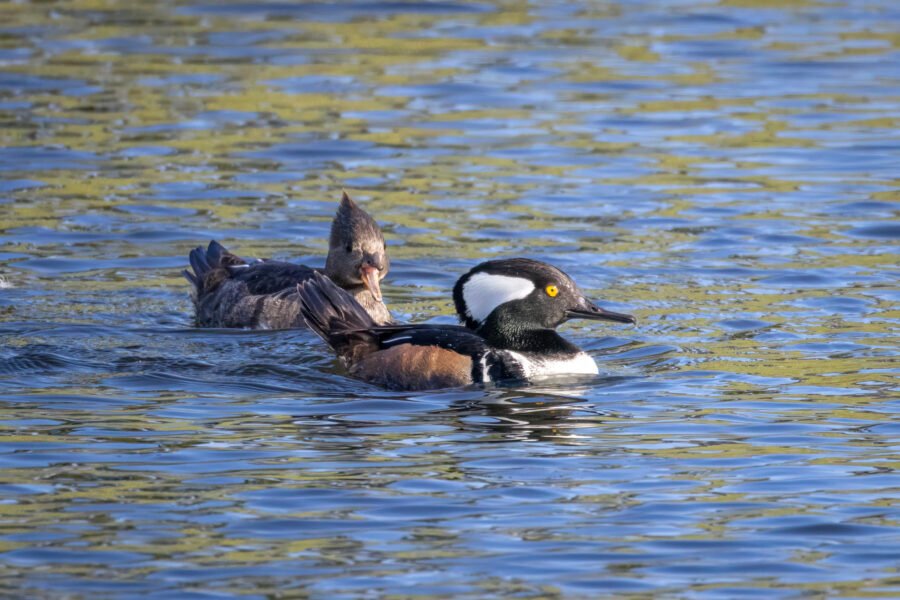 Hooded Merganser Pair Surfaces