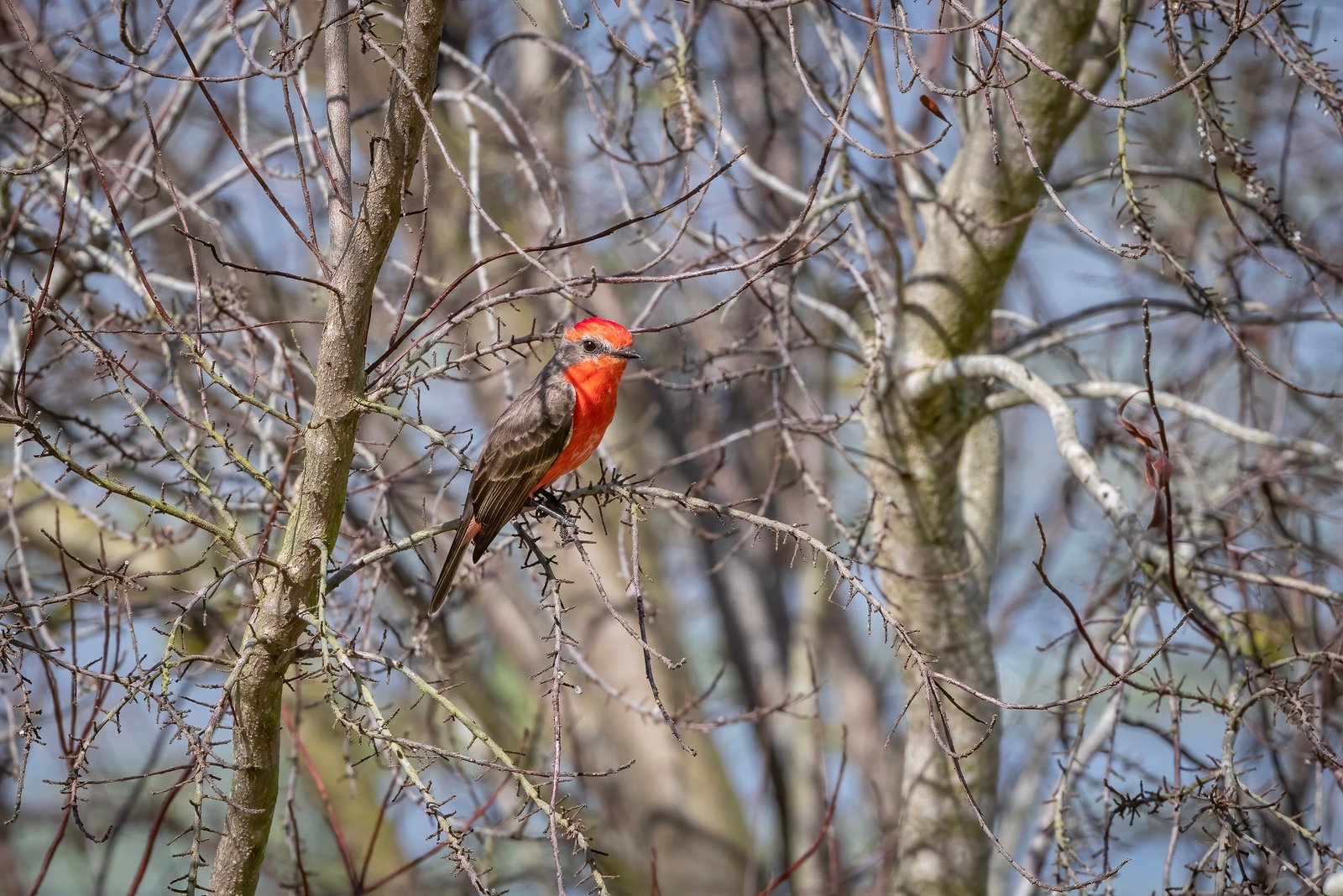 Vermillion Flycatcher Perched In Tree