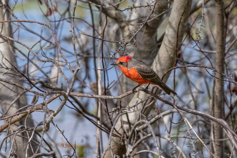Vermillion Flycatcher Sitting In Tree
