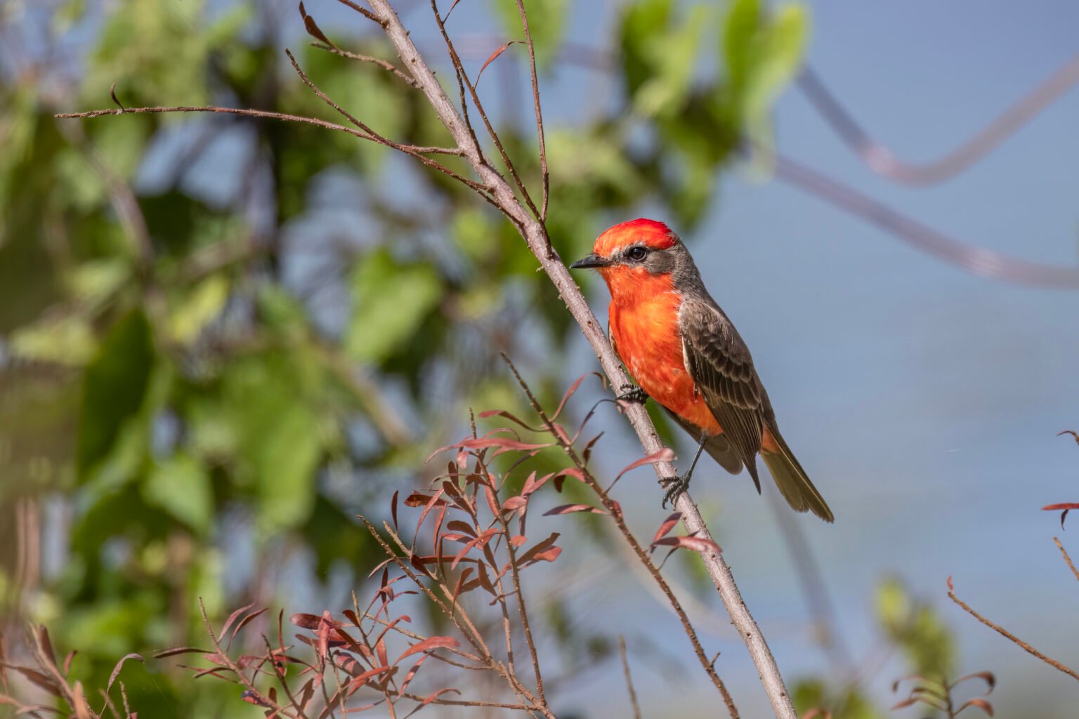 Vermillion Flycatcher Perched In Tree In Sun