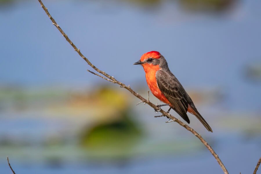 Vermillion Flycatcher Perched On Branch Over Water