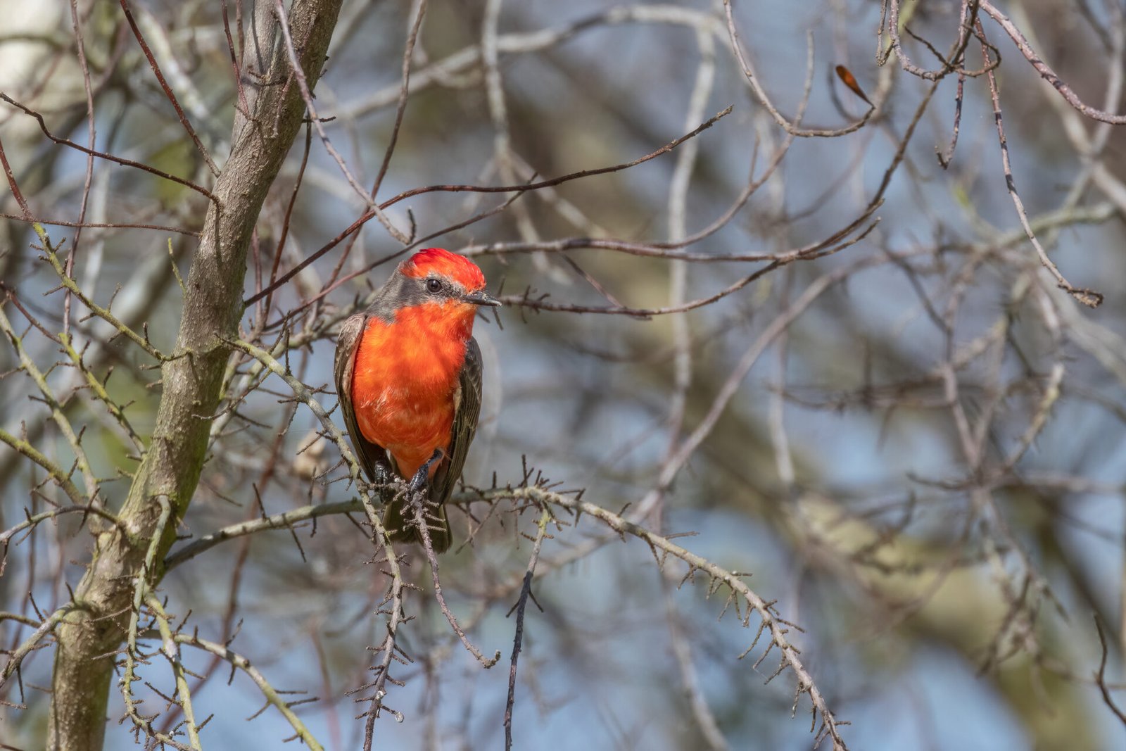 Vermillion Flycatcher Resting In Tree