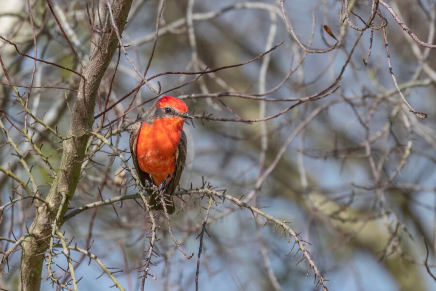 Vermillion Flycatcher Resting In Tree