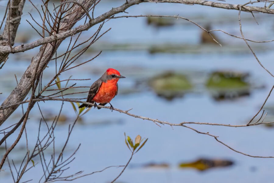 Vermillion Flycatcher Resting In Tree Watching For Insects