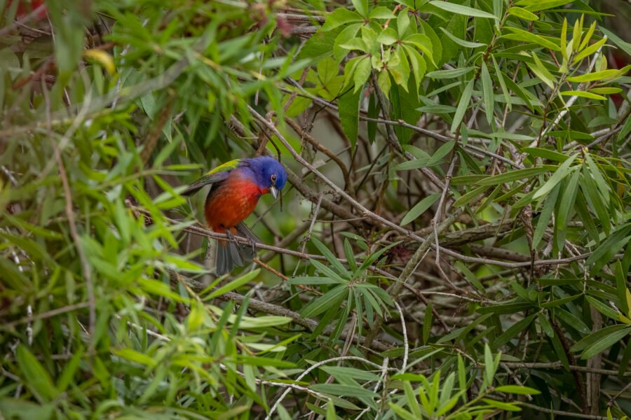 Painted Bunting Male Stretching Wing