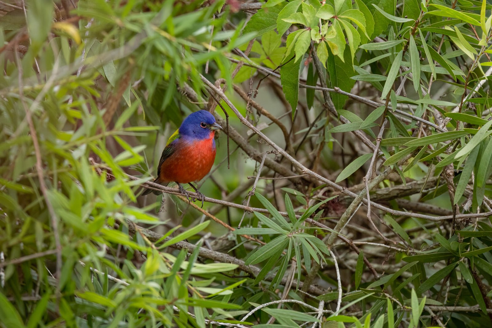 Male Painted Bunting Perched In Bottlebrush Shrub